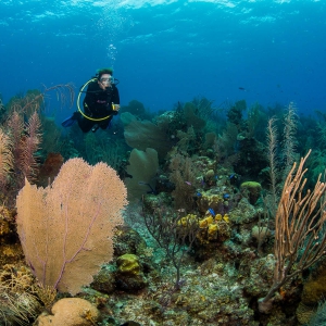 Belize - duiker op barrièrerif
